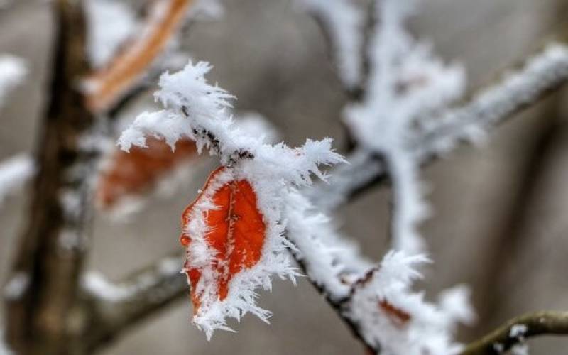 افت دما در جنوب کرمان ، گلخانه داران احتیاط کنند